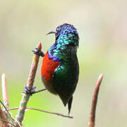 Northern Double-collared Sunbird