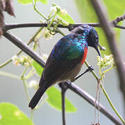 Northern Double-collared Sunbird