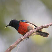 Northern Double-collared Sunbird