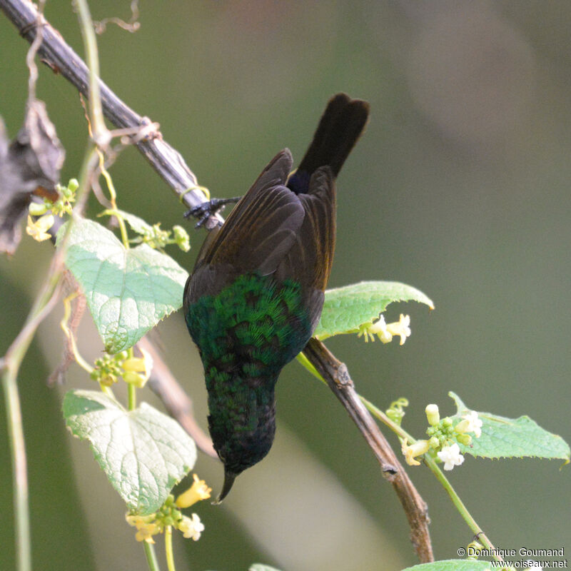 Northern Double-collared Sunbird male adult, identification, eats