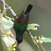 Northern Double-collared Sunbird