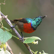 Northern Double-collared Sunbird