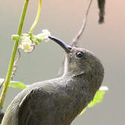 Northern Double-collared Sunbird