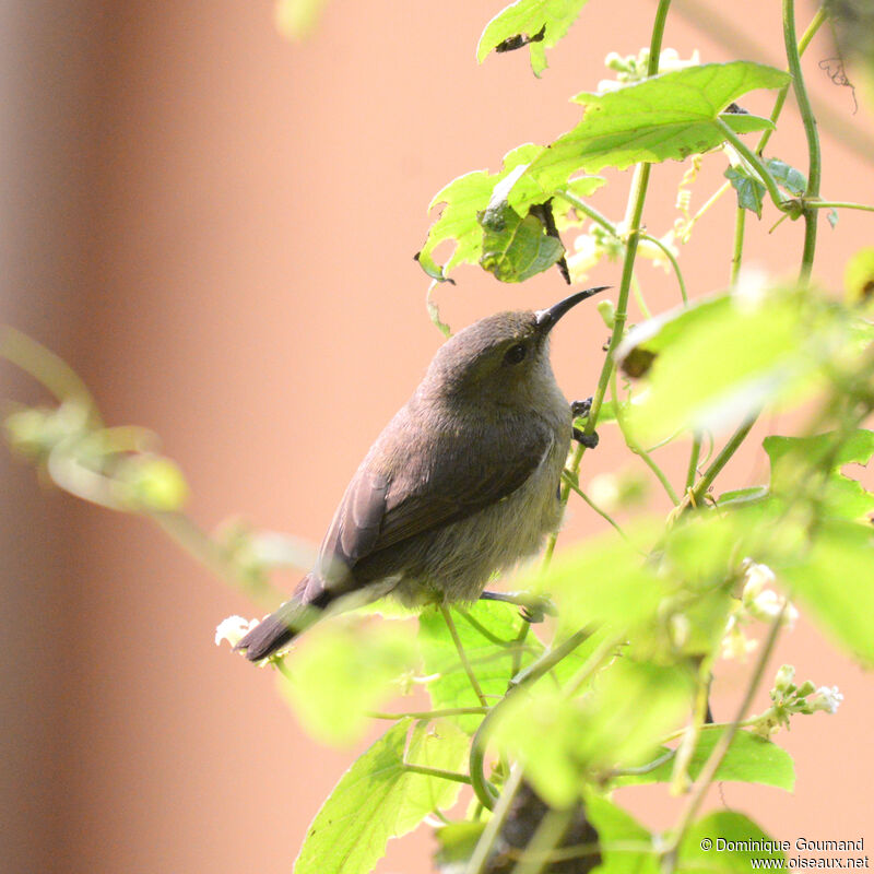 Northern Double-collared Sunbird female adult, identification