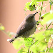 Northern Double-collared Sunbird