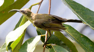 Olive Sunbird