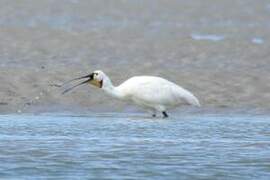 Eurasian Spoonbill