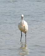 Eurasian Spoonbill