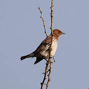 Violet-backed Starling