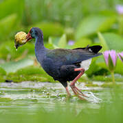 Western Swamphen