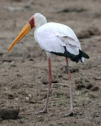 Yellow-billed Stork