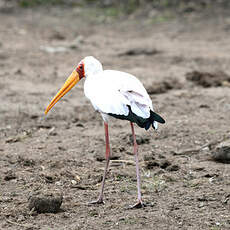 Tantale ibis