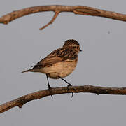 Whinchat