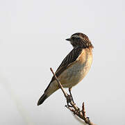 Whinchat