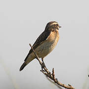 Whinchat