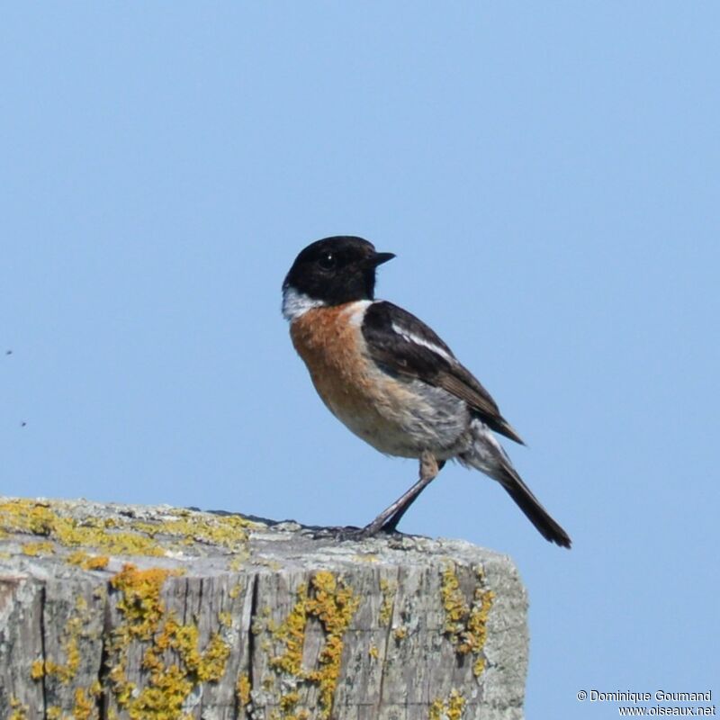 European Stonechat male adult breeding