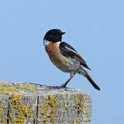 European Stonechat