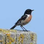 European Stonechat