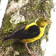 Brown-capped Weaver