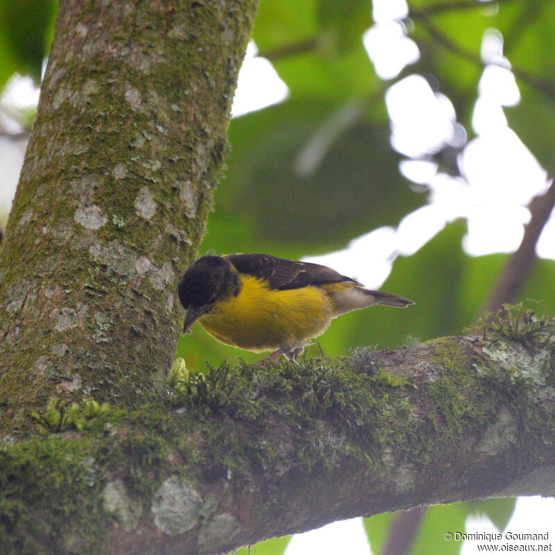 Brown-capped Weaver female adult, identification