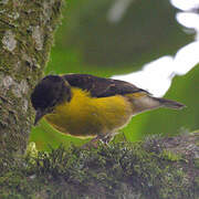 Brown-capped Weaver