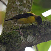 Brown-capped Weaver