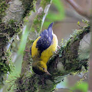 Brown-capped Weaver