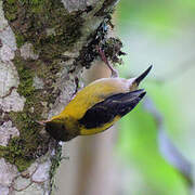 Brown-capped Weaver