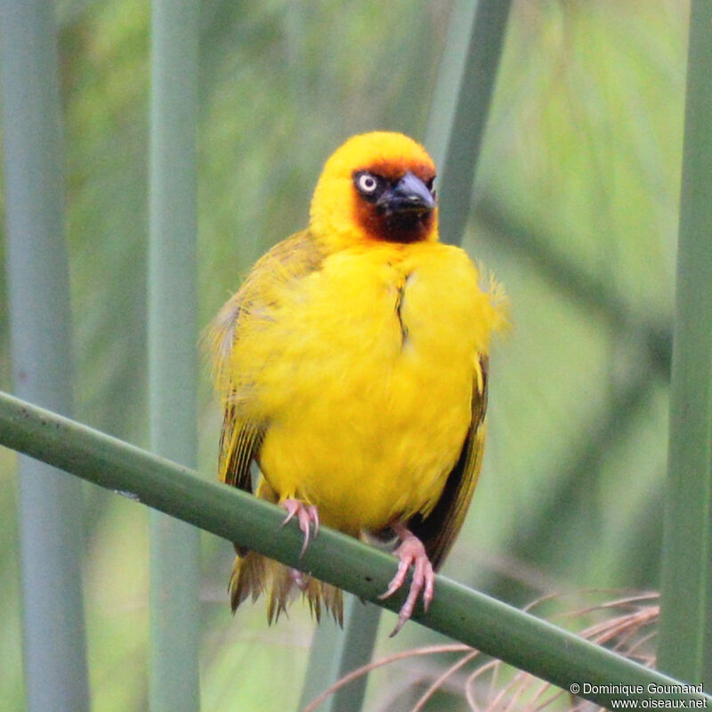 Northern Brown-throated Weaver male adult