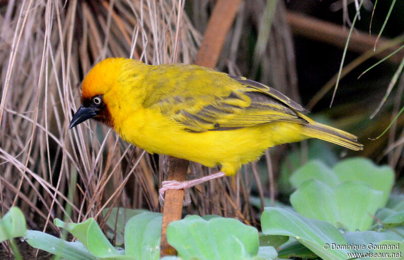 Northern Brown-throated Weaver male adult