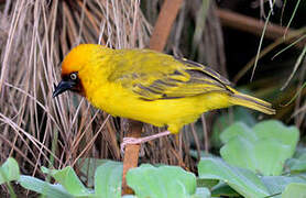 Northern Brown-throated Weaver