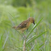 Northern Brown-throated Weaver