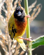 Black-headed Weaver