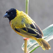 Black-headed Weaver