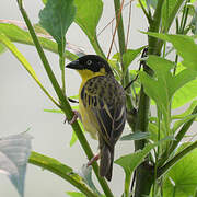 Baglafecht Weaver