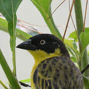 Baglafecht Weaver