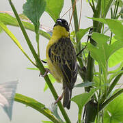 Baglafecht Weaver