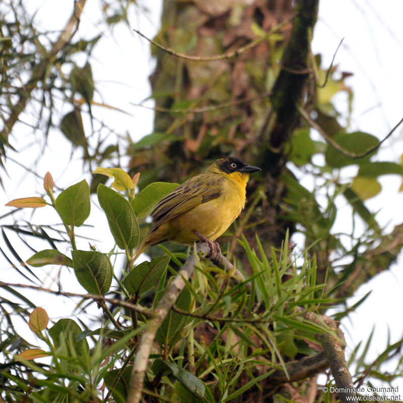 Tisserin baglafechtadulte, identification