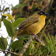 Baglafecht Weaver