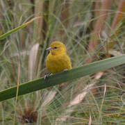 Slender-billed Weaver