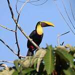 Toucan tocard