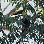 Toucan tocard