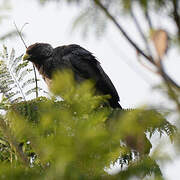 Eastern Plantain-eater