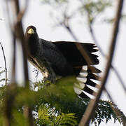 Eastern Plantain-eater