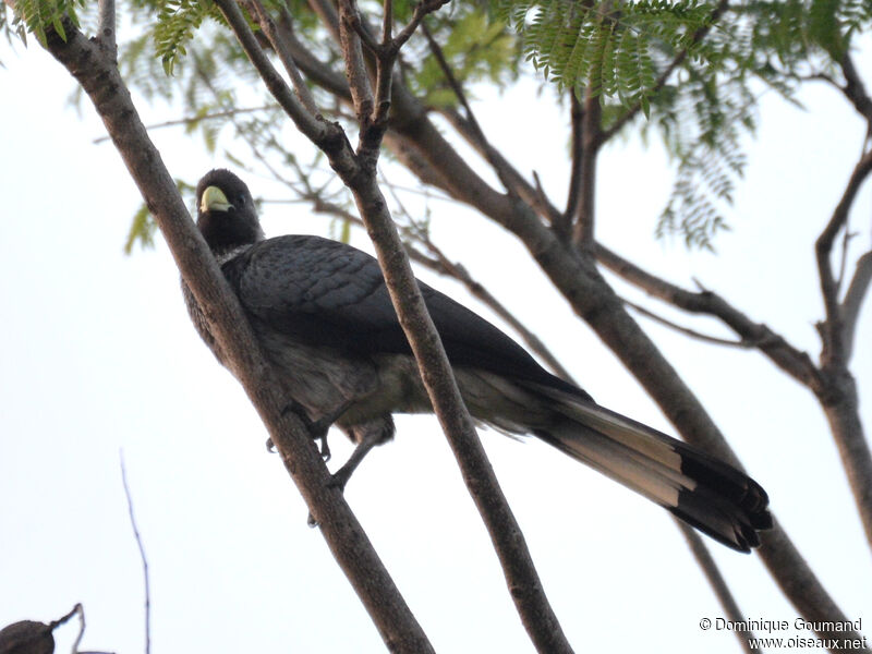 Eastern Plantain-eateradult