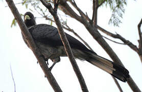 Eastern Plantain-eater