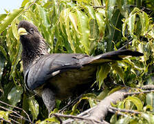 Eastern Plantain-eater