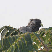 Eastern Plantain-eater