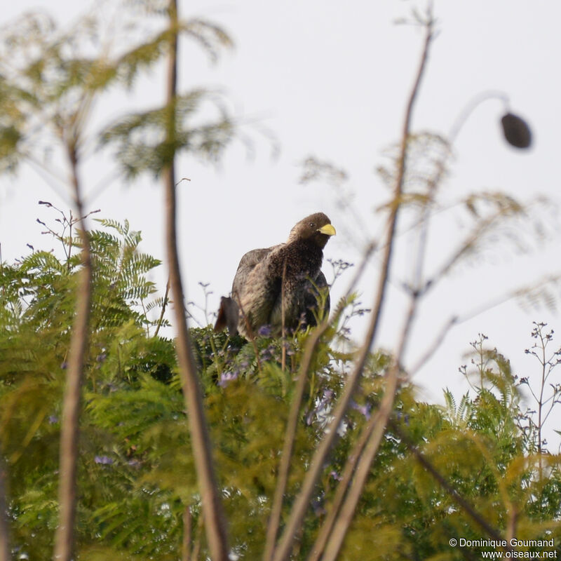 Touraco à queue barréeadulte, habitat