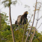 Eastern Plantain-eater